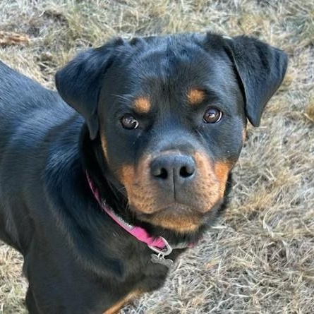 Stella, ADOPTABLE, Young Female Rottweiler.