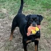 Stella, a ADOPTABLE Rottweiler in Redmond, WA image 4/6