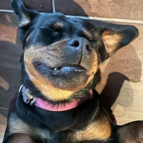 Stella, a ADOPTABLE Rottweiler in Redmond, WA image 6/6