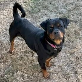 Stella, a ADOPTABLE Rottweiler in Redmond, WA image 5/6