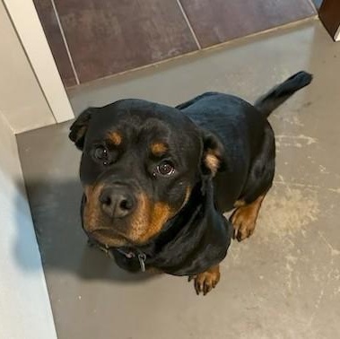 Stella, a ADOPTABLE Rottweiler in Redmond, WA image 3/6
