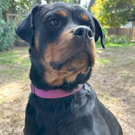Stella, a ADOPTABLE Rottweiler in Redmond, WA image 2/6