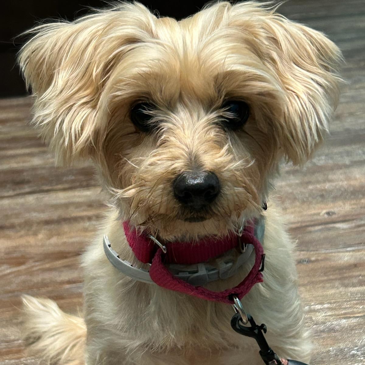 Enlarge Nina, a ADOPTABLE mixed breed in Sarasota, FL image 1/3