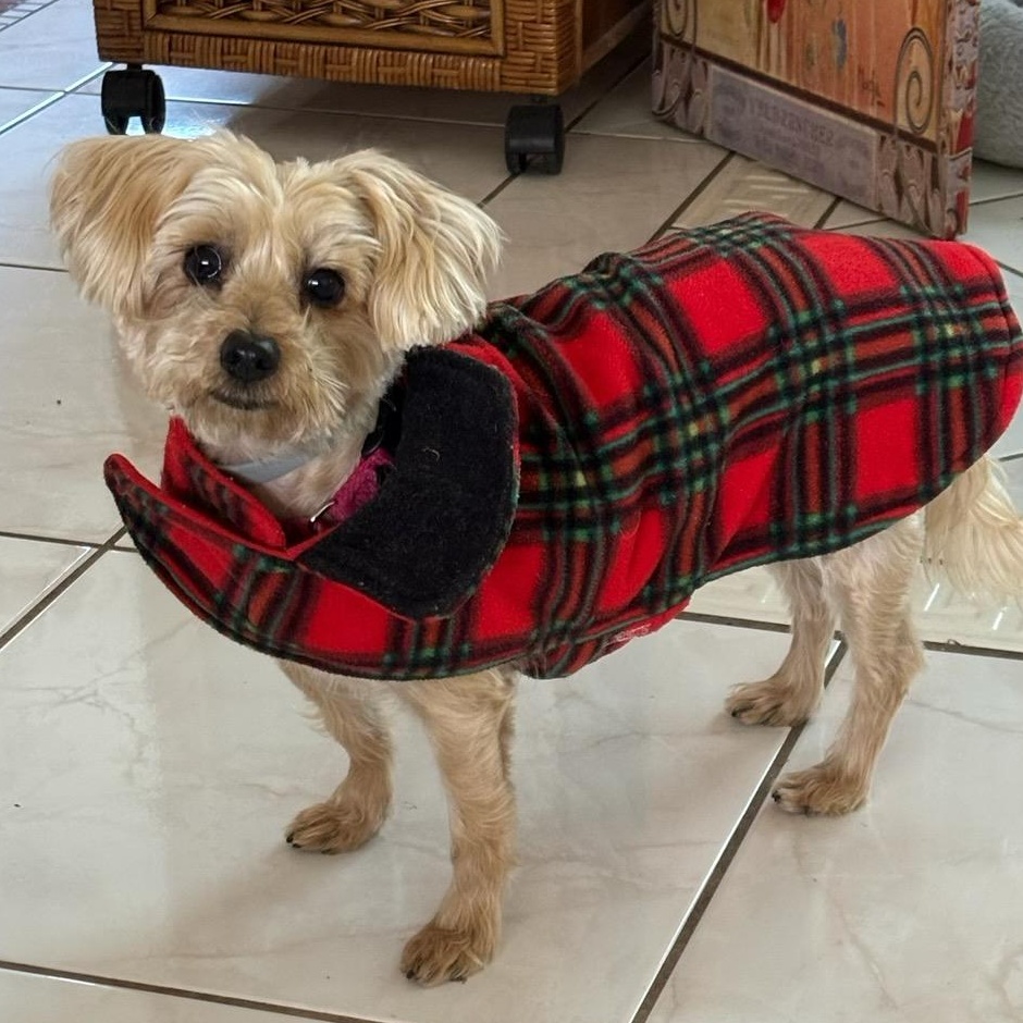 Enlarge Nina, a ADOPTABLE mixed breed in Sarasota, FL image 3/3