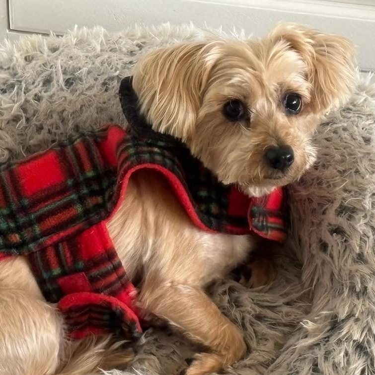 Enlarge Nina, a ADOPTABLE mixed breed in Sarasota, FL image 2/3