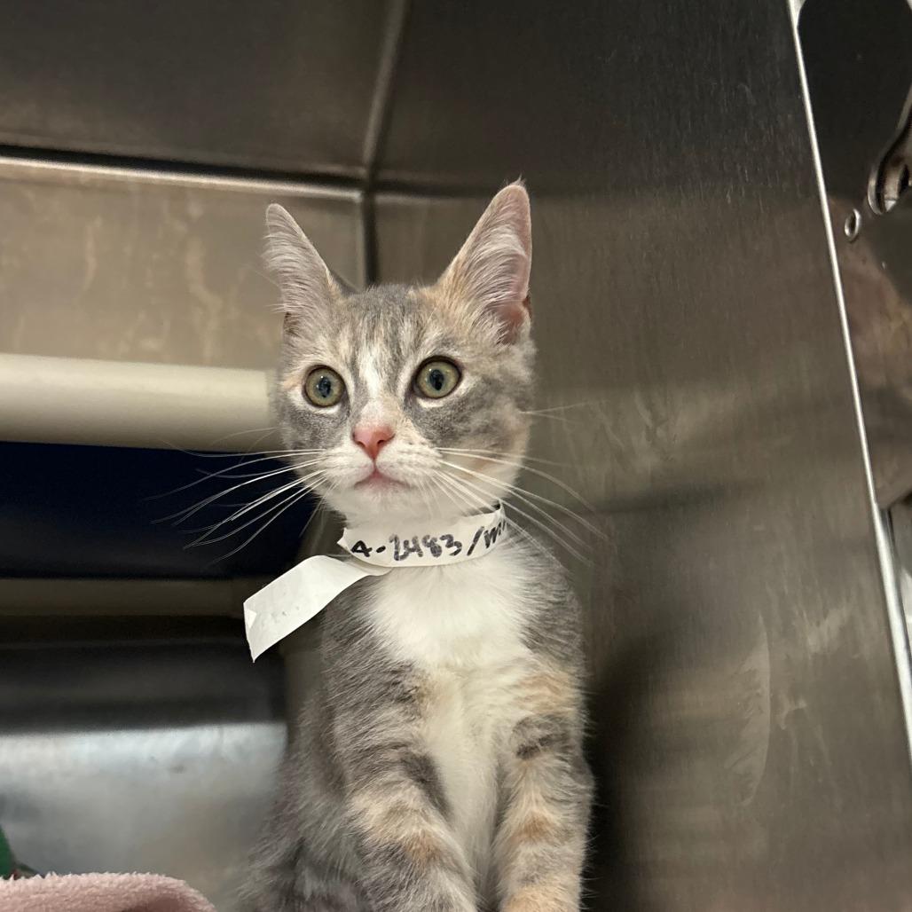 Madison, Adoptable, Kitten Female Domestic Short Hair.