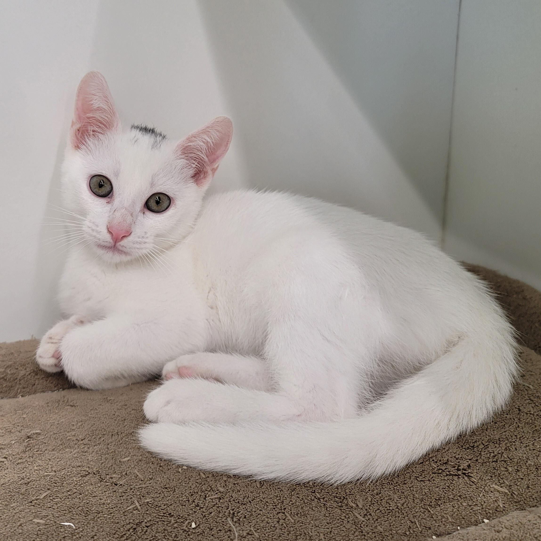 Enlarge Marshall, a Adopted Domestic Short Hair in Alvin, TX image 4/6