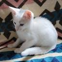 Enlarge Marshall, a Adopted Domestic Short Hair in Alvin, TX image 6/6