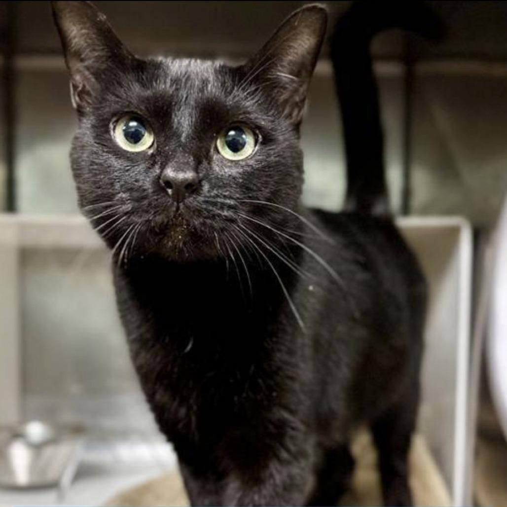 Liliana (IN TRIAL ADOPTION), adopted, Young Female Domestic Short Hair.