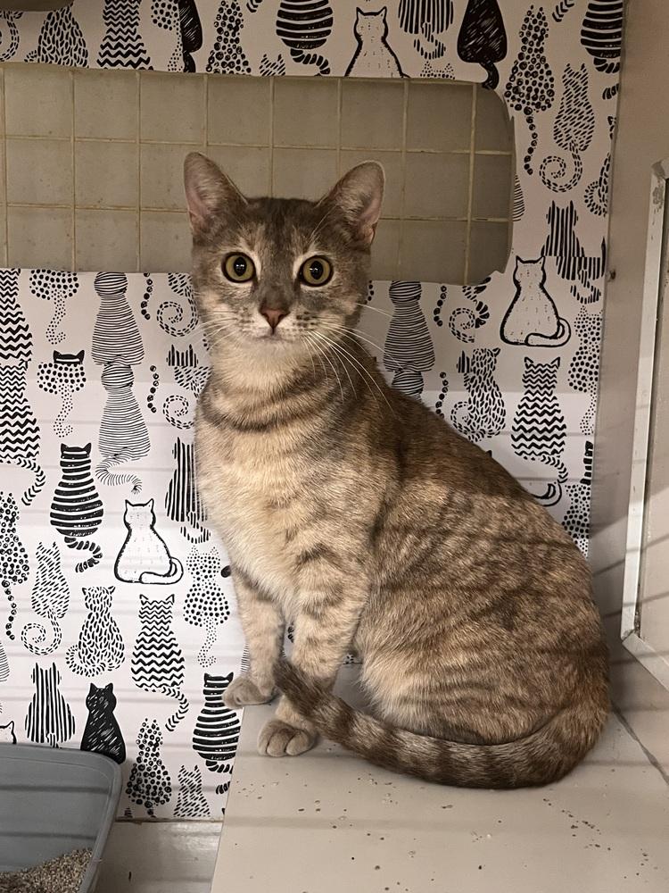 Enlarge calypso, a Adoptable Domestic Short Hair in Acworth, GA image 1/3