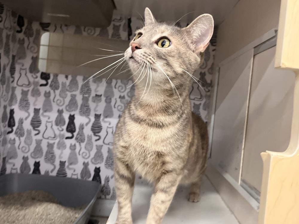 Enlarge calypso, a Adoptable Domestic Short Hair in Acworth, GA image 2/3