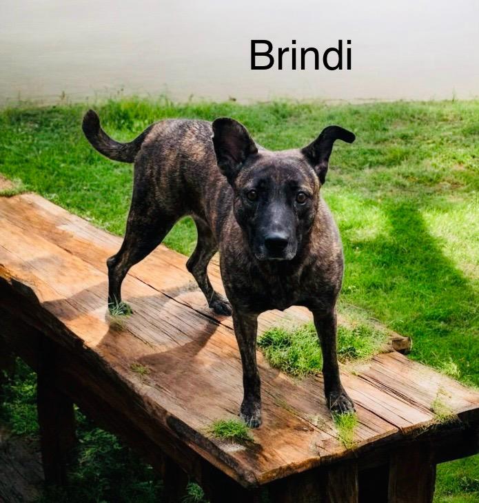 Enlarge Brindi, a Adoptable mixed breed in Winter haven, FL image 1/1