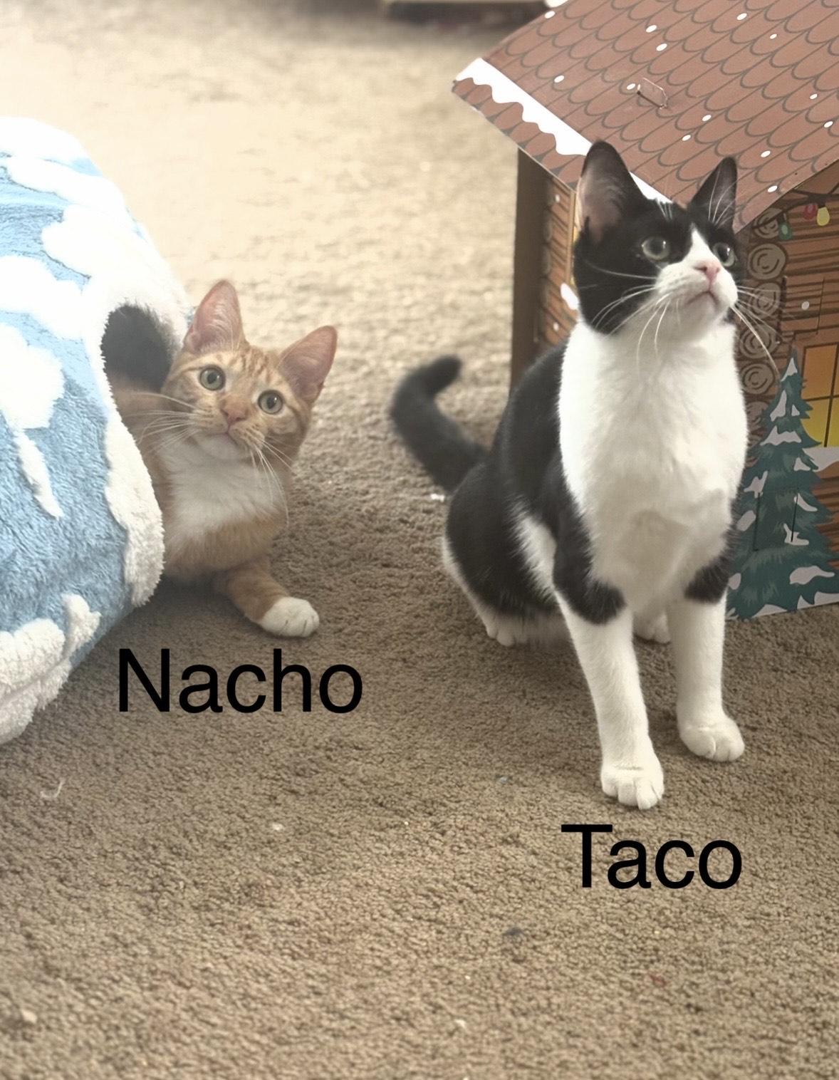 Taco & Nacho (bonded), Adoptable, Kitten Female Domestic Short Hair.