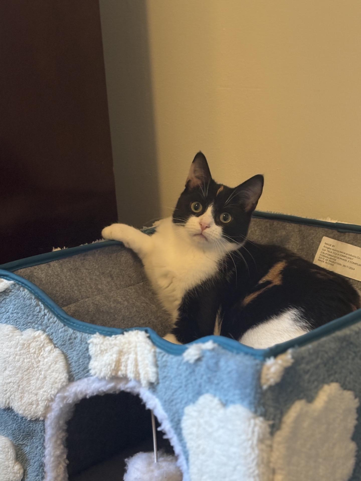 Enlarge Taco & Nacho (bonded), a Adoptable Domestic Short Hair in Cortland, NY image 5/5