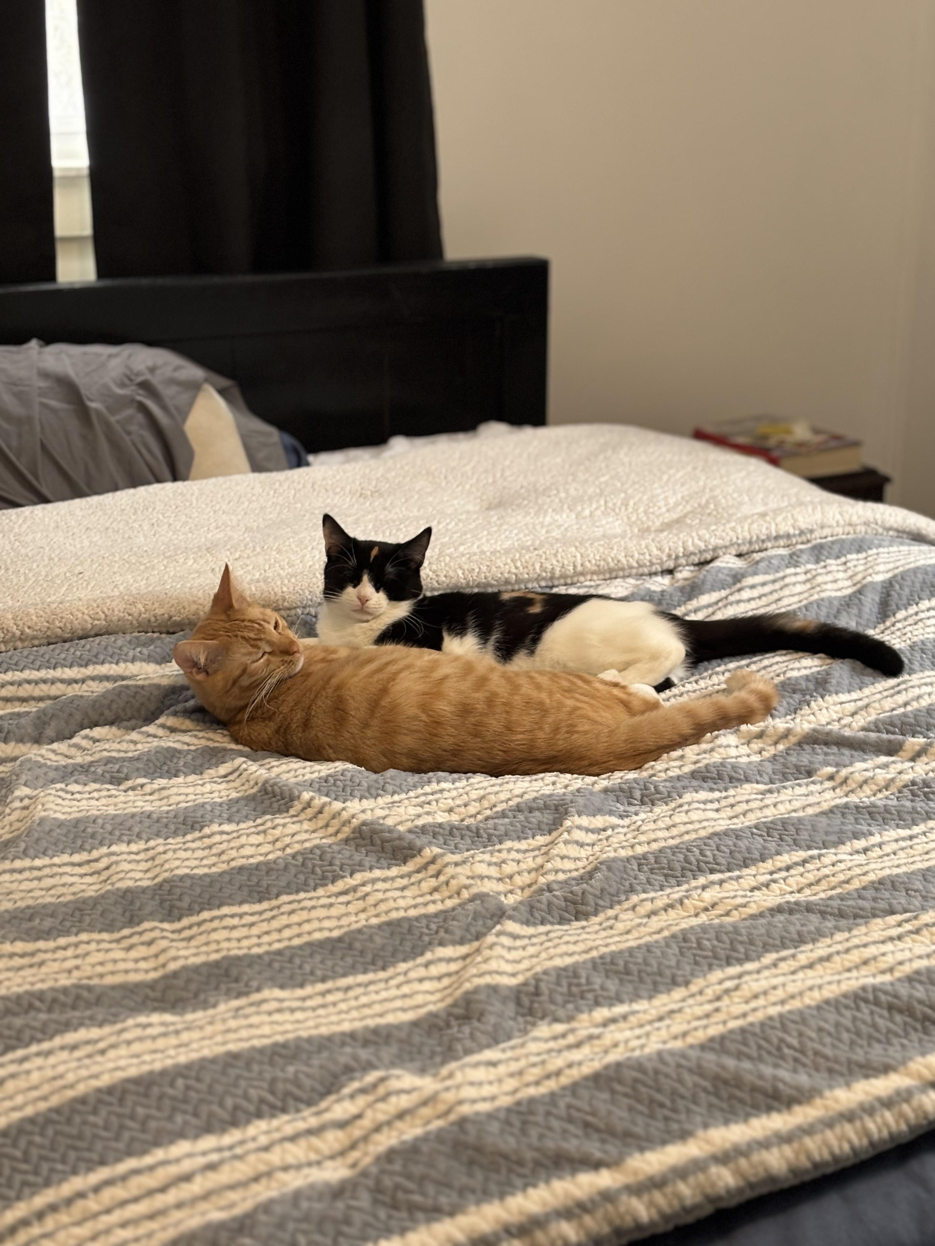 Enlarge Taco & Nacho (bonded), a Adoptable Domestic Short Hair in Cortland, NY image 3/4