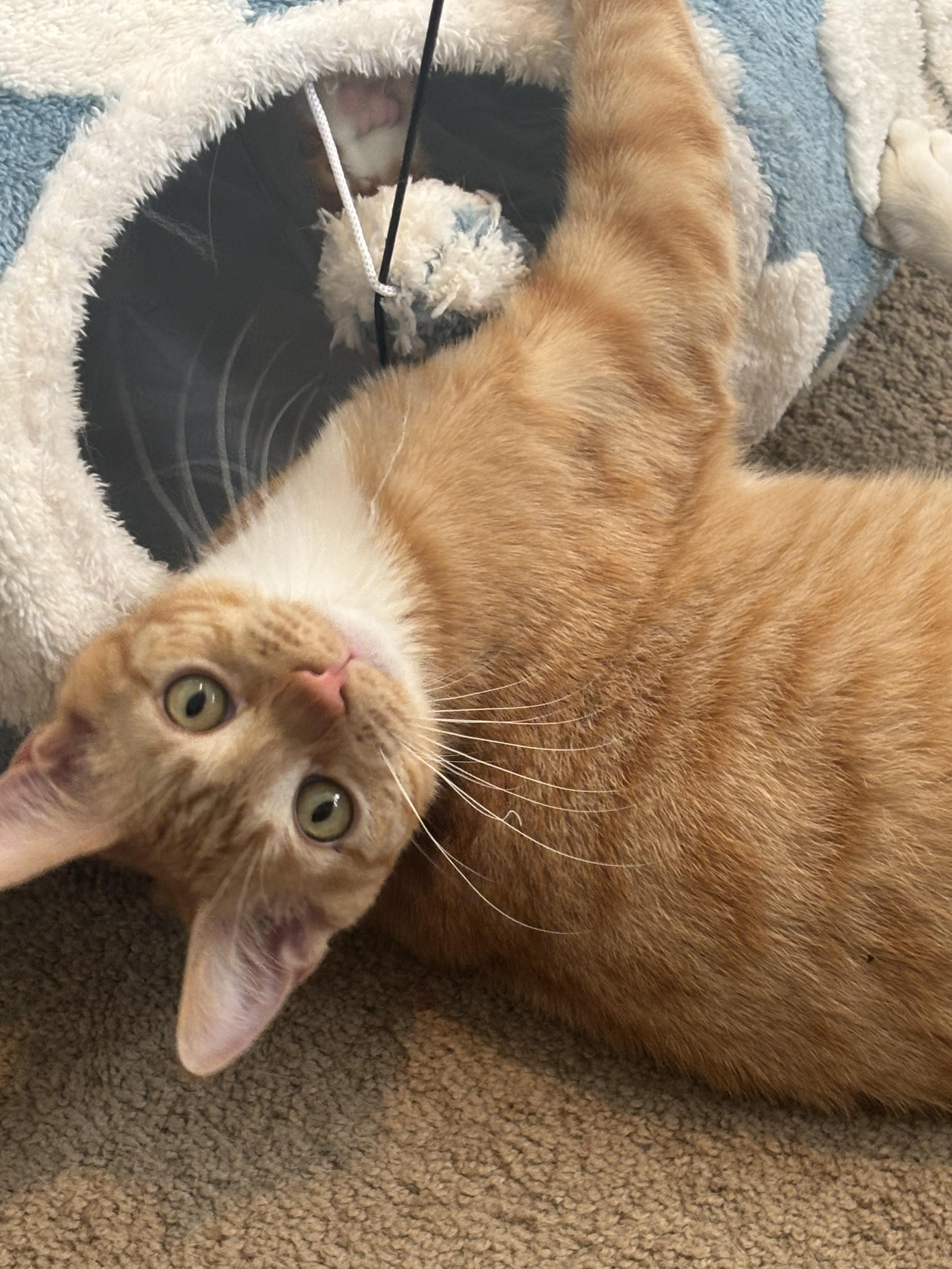 Enlarge Taco & Nacho (bonded), a Adoptable Domestic Short Hair in Cortland, NY image 4/4