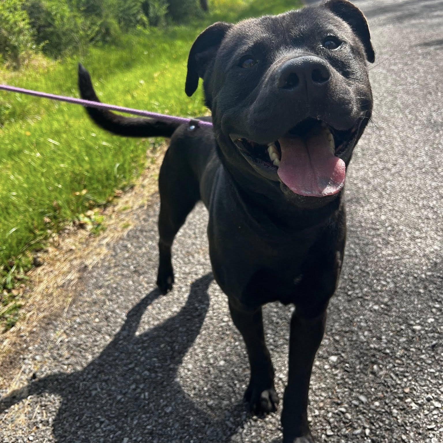 Enlarge Americano, an adopted mixed breed in Andersonville, TN image 4/4