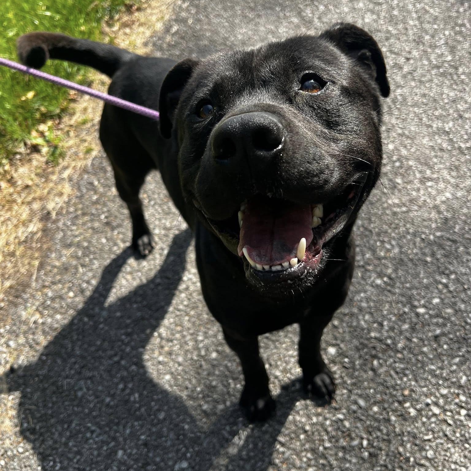 Enlarge Americano, an adopted mixed breed in Andersonville, TN image 2/4