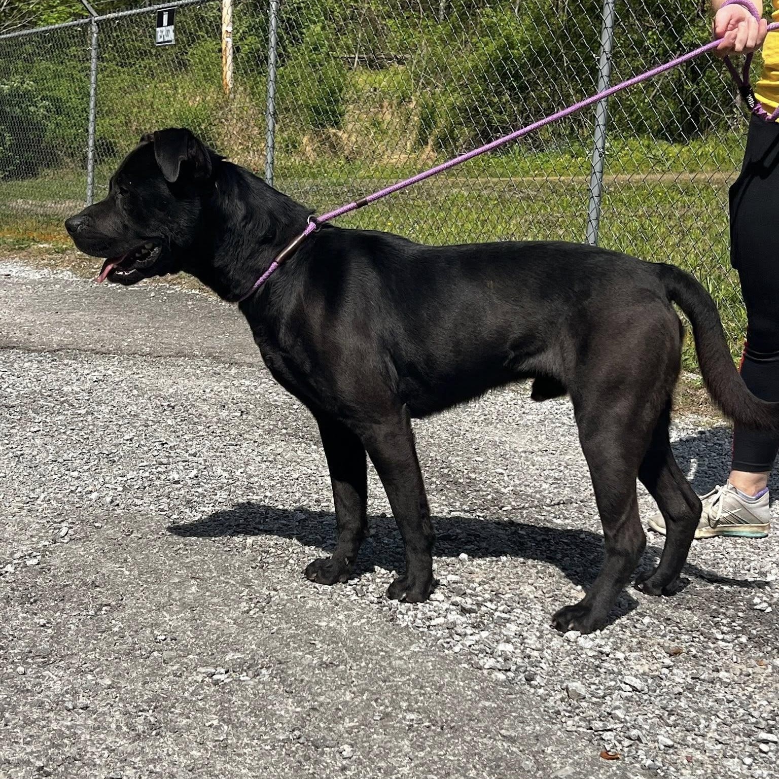 Enlarge Americano, an adopted mixed breed in Andersonville, TN image 3/4