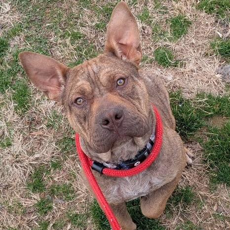 Enlarge Cruise, a Adoptable Mixed Breed in Winston-Salem, NC image 1/3