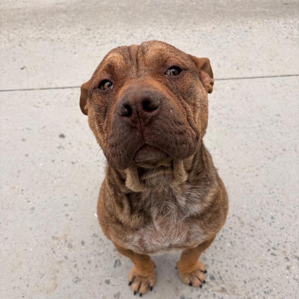 Enlarge Cruise, a Adoptable Mixed Breed in Winston-Salem, NC image 2/3