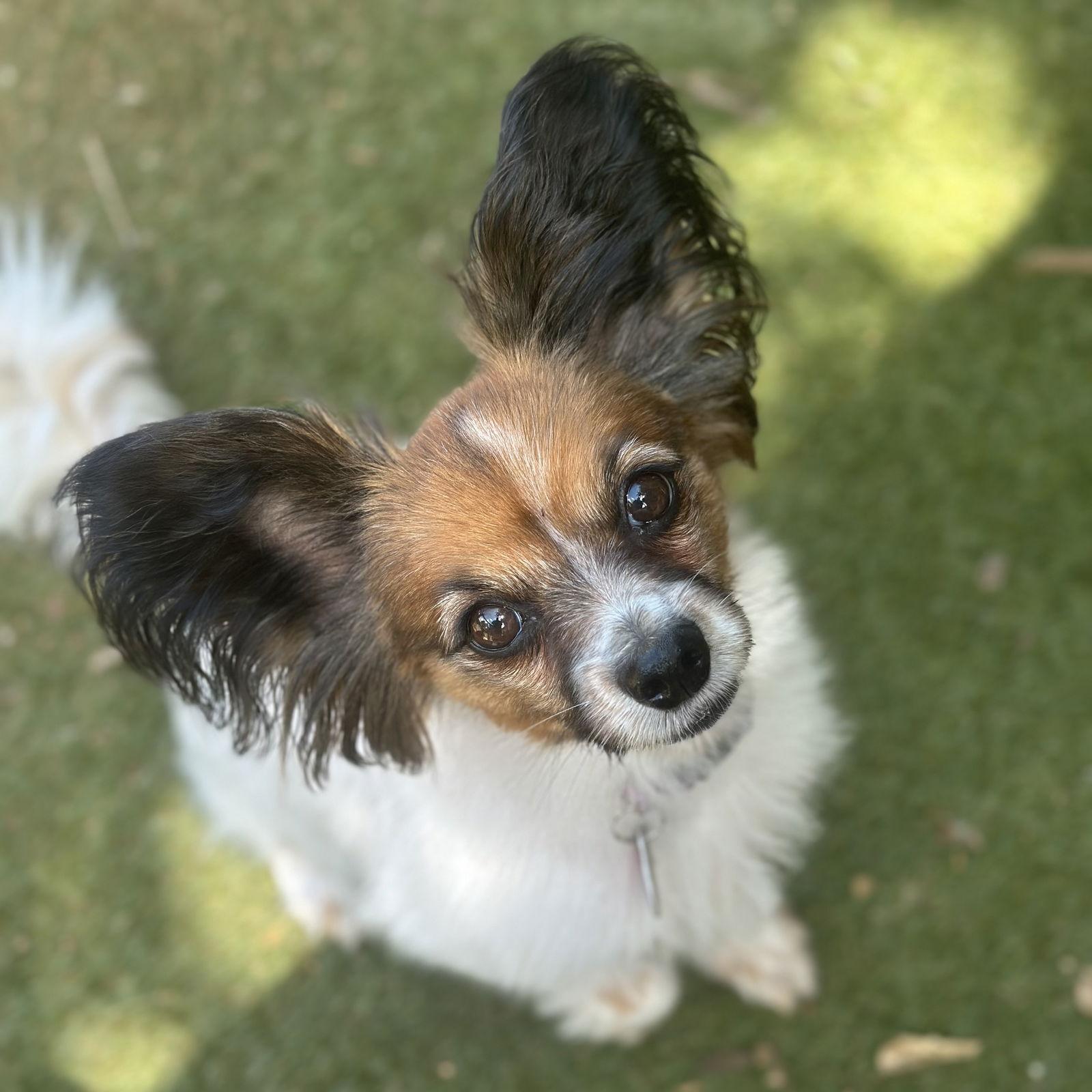Enlarge Zoey, a Adoptable Papillon in Garland, TX image 2/2