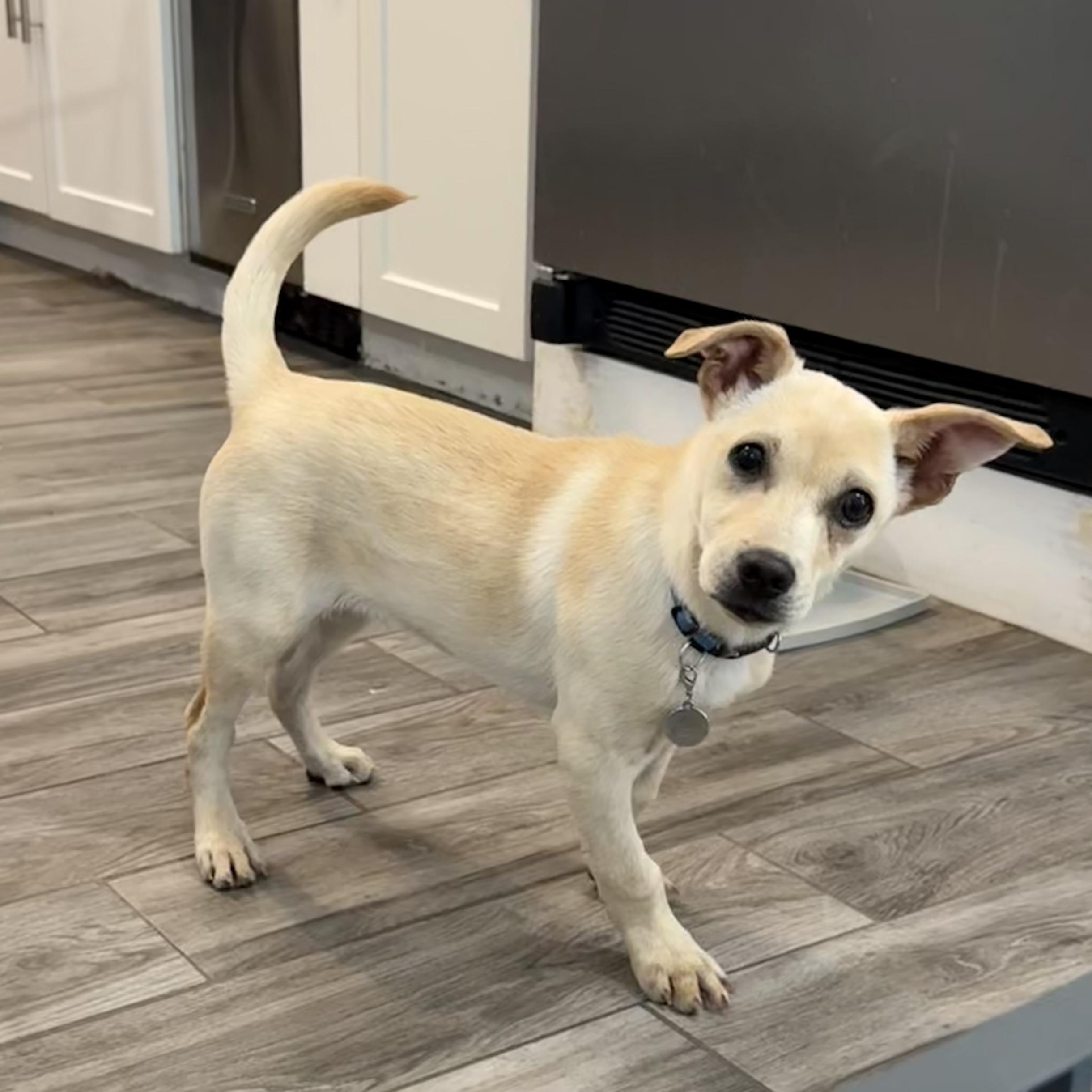 Enlarge Baby Bleu looks like a miniature Lab , a Adoptable mixed breed in North Branford, CT image 3/6