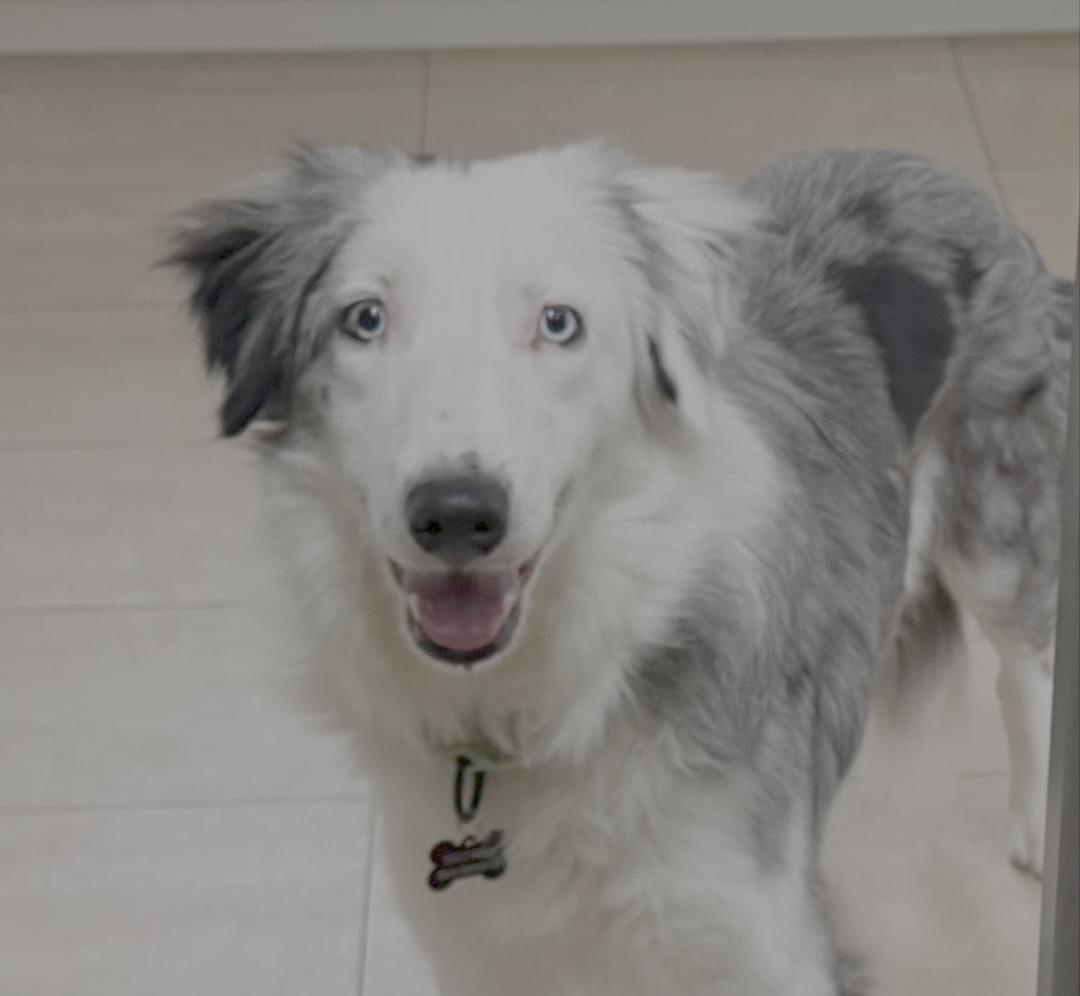 Enlarge Jett, an adopted Border Collie in Goleta, CA image 3/4