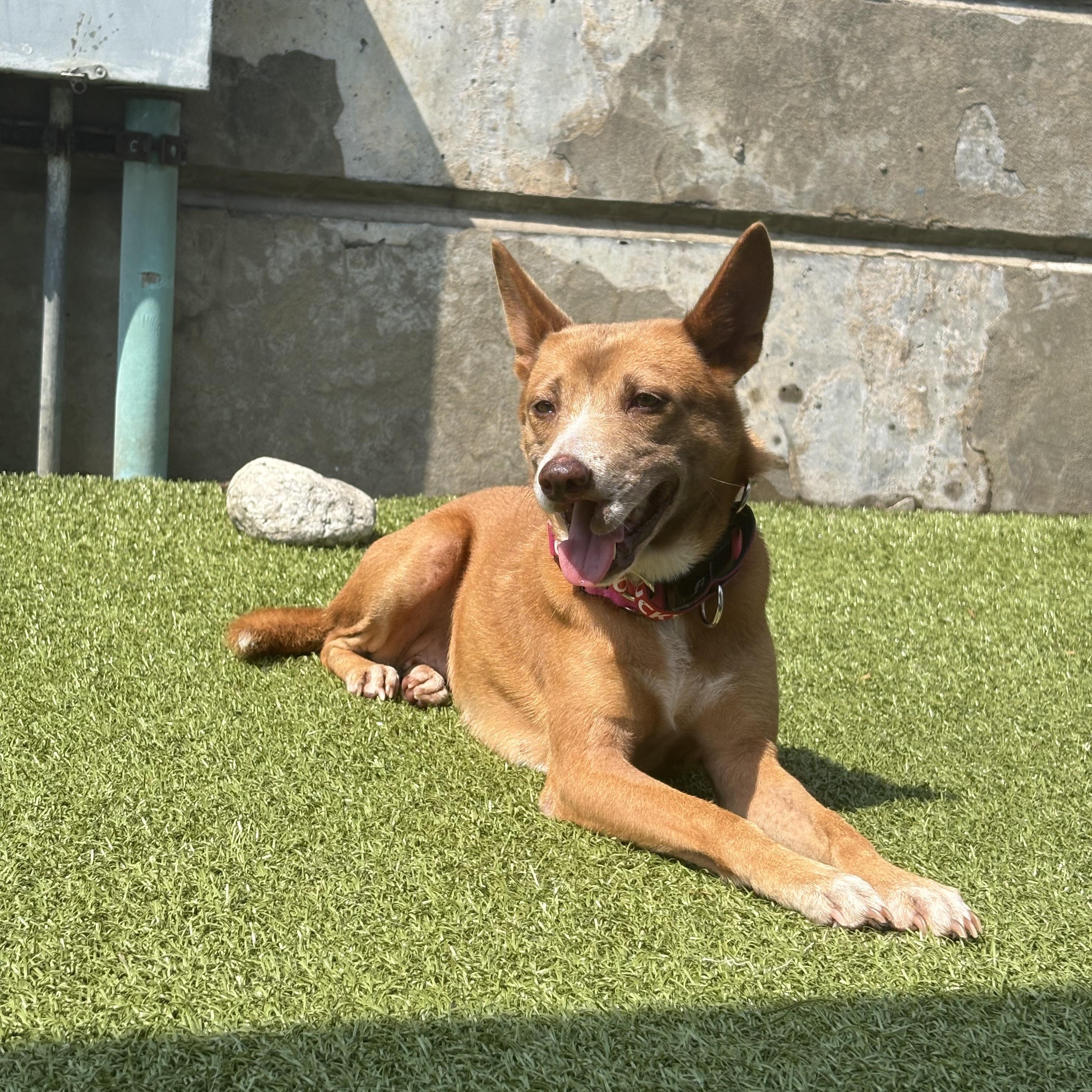 Enlarge MAFIRE SOI DOG, a Adoptable Mixed Breed in Stamford, CT image 5/6