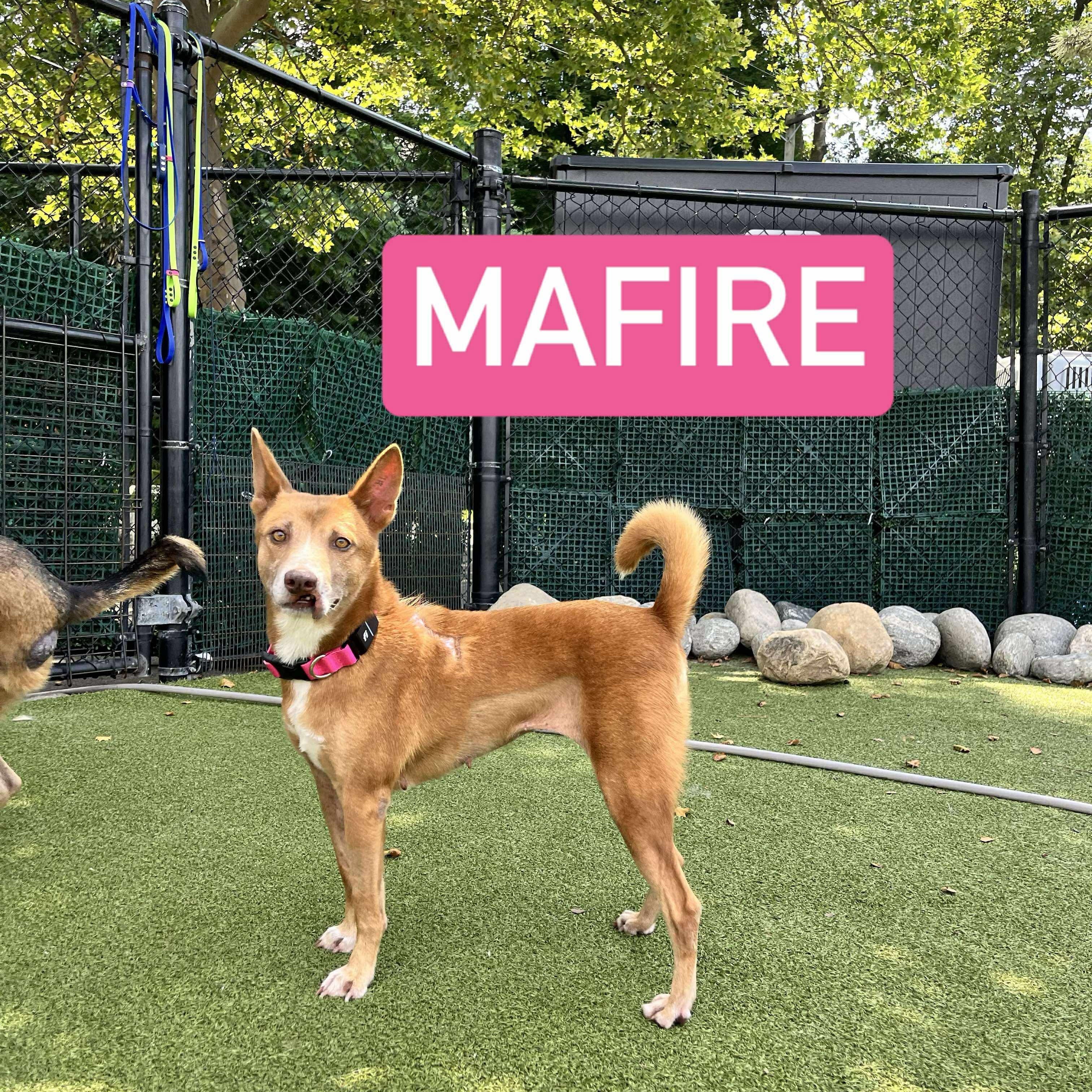 Enlarge MAFIRE SOI DOG, a Adoptable Mixed Breed in Stamford, CT image 6/6