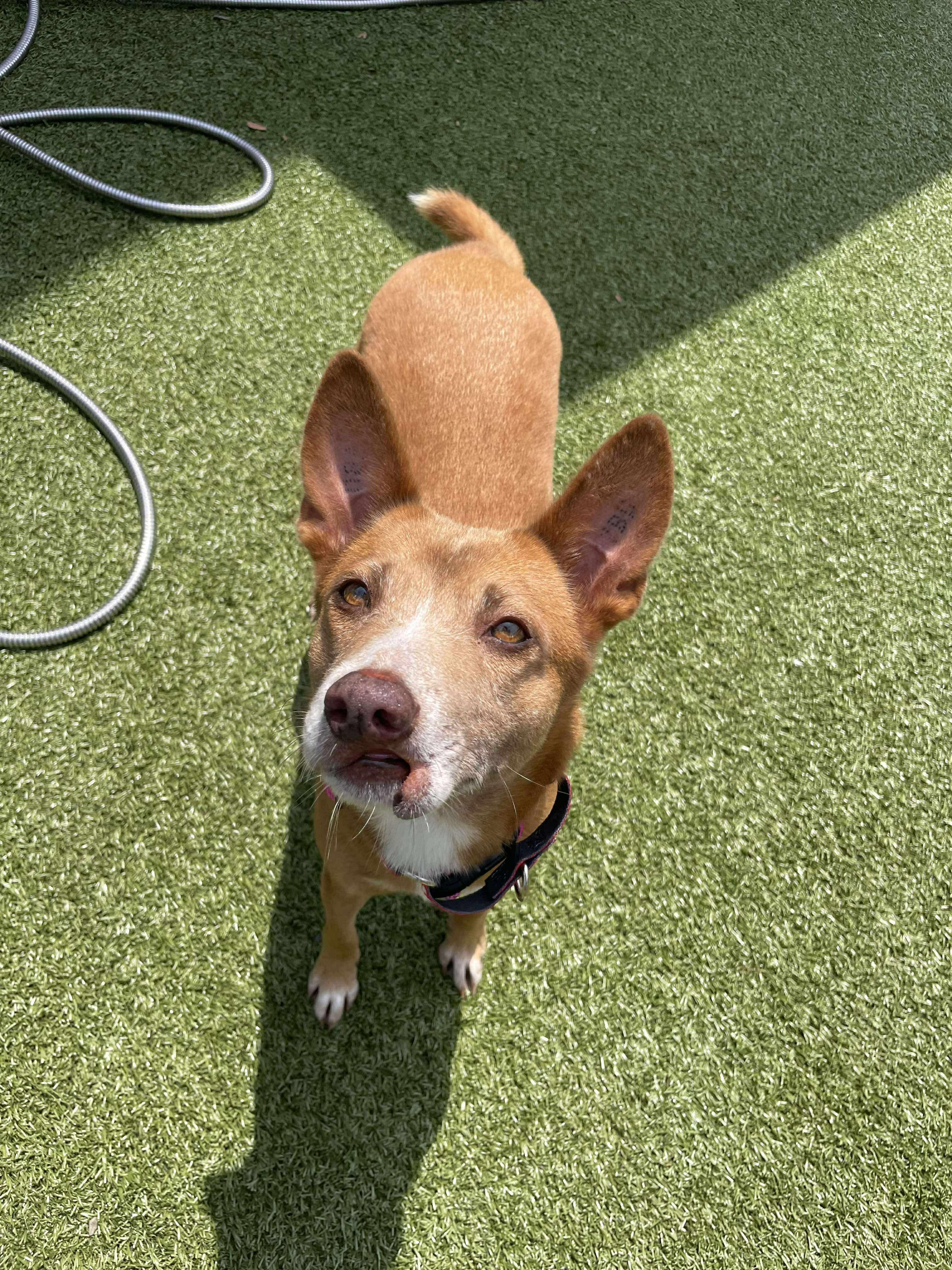 Enlarge MAFIRE SOI DOG, a Adoptable Mixed Breed in Stamford, CT image 3/6