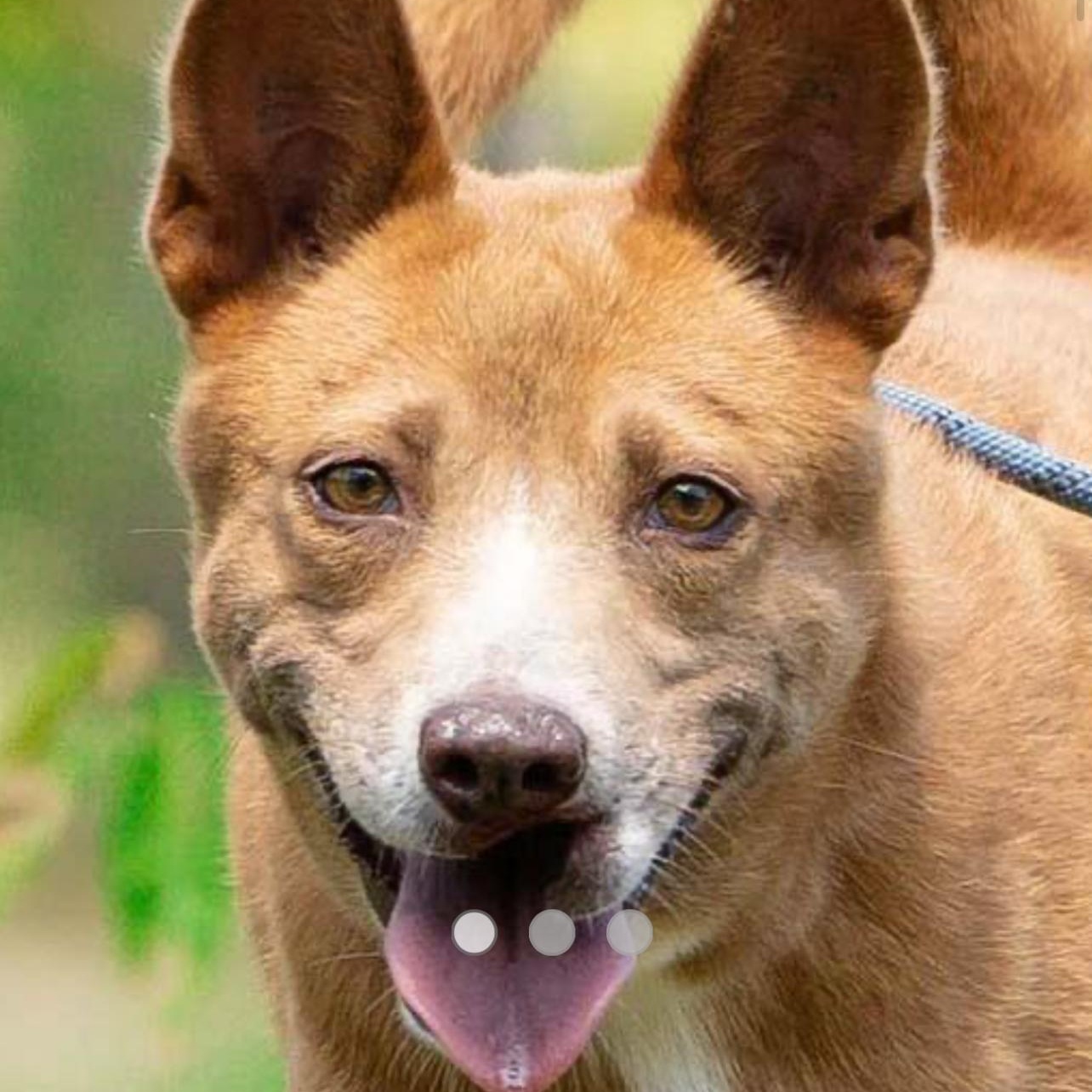 MAFIRE SOI DOG, Adoptable, Adult Female Mixed Breed.