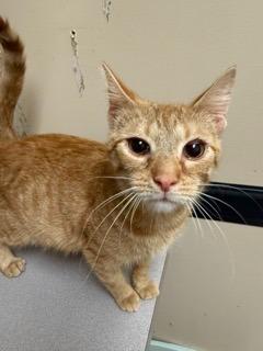 HERBIE, Adoptable, Kitten Male Domestic Short Hair.