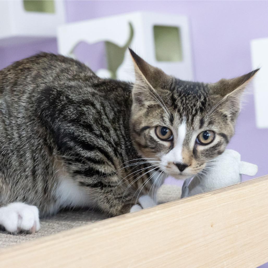 Quagmire, Adoptable, Young Male Domestic Short Hair.