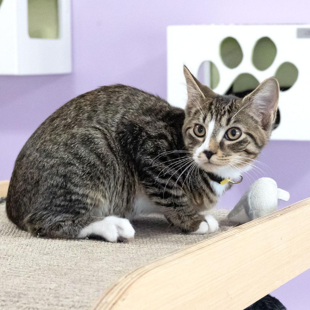 Enlarge Quagmire, a Adoptable Domestic Short Hair in McKean, PA image 2/6