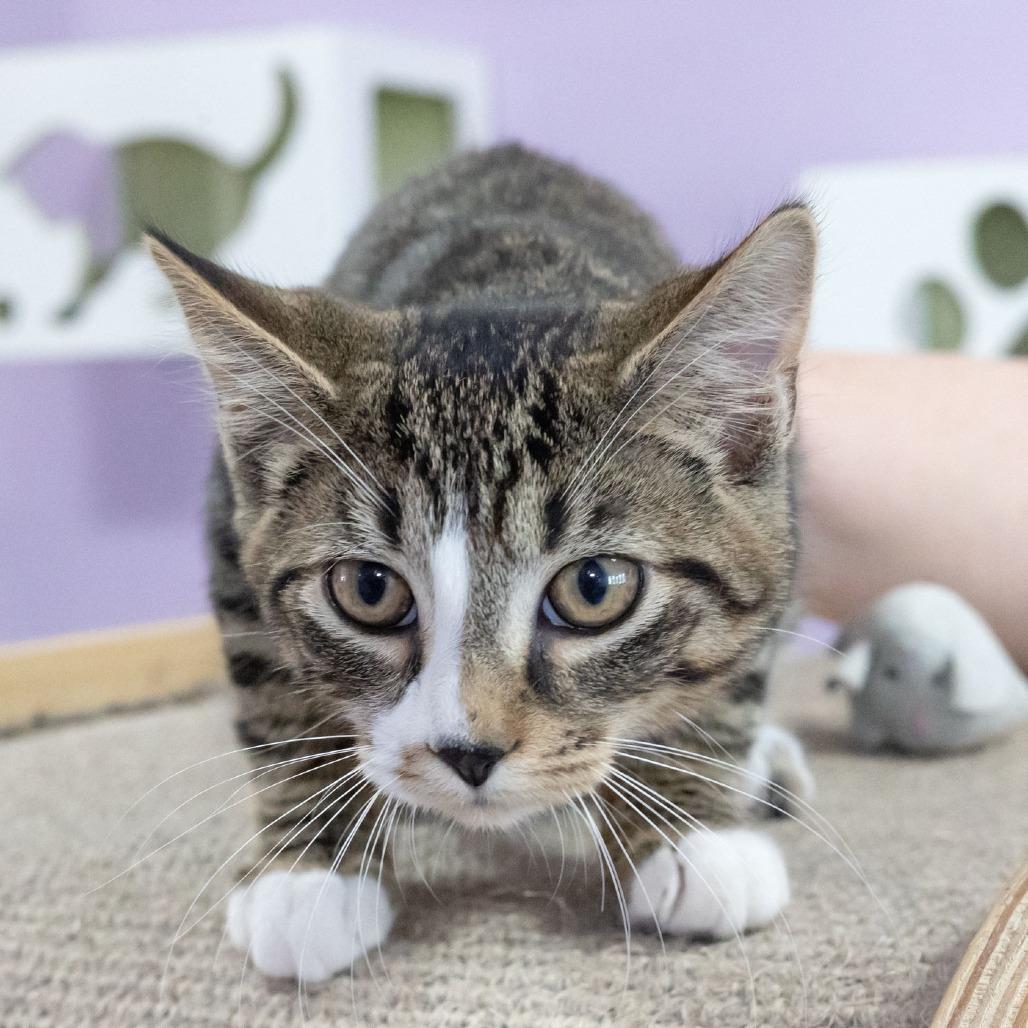 Enlarge Quagmire, a Adoptable Domestic Short Hair in McKean, PA image 3/6