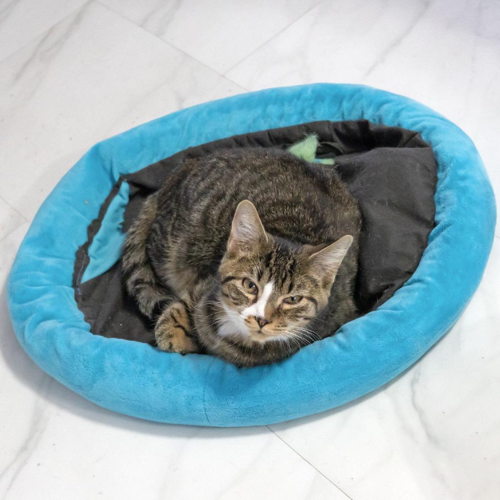 Enlarge Quagmire, a Adoptable Domestic Short Hair in McKean, PA image 4/6