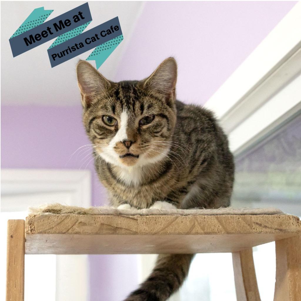 Enlarge Quagmire, a Adoptable Domestic Short Hair in McKean, PA image 5/6