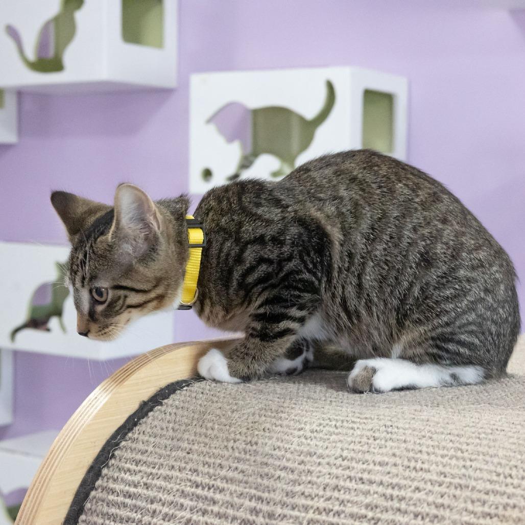 Enlarge Quagmire, a Adoptable Domestic Short Hair in McKean, PA image 6/6