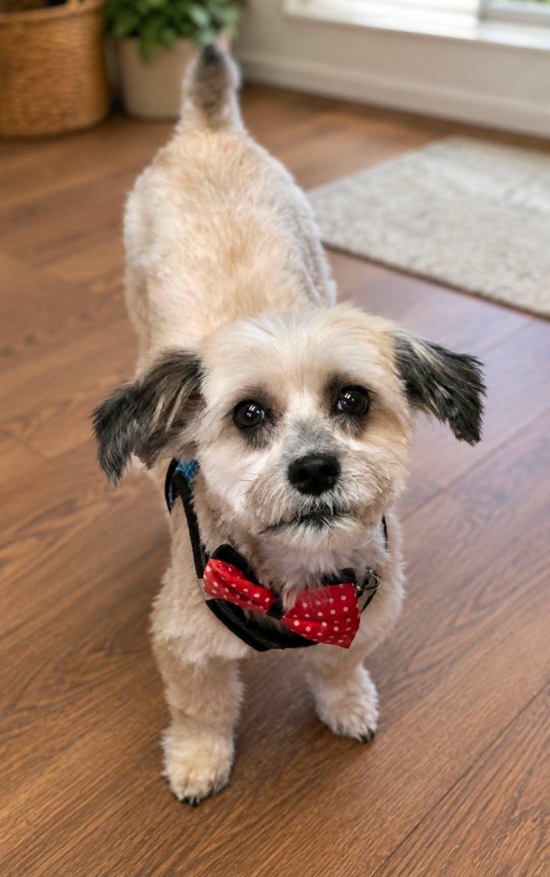 TYE, an adoptable mixed breed in Grand Prairie, TX image 1/3