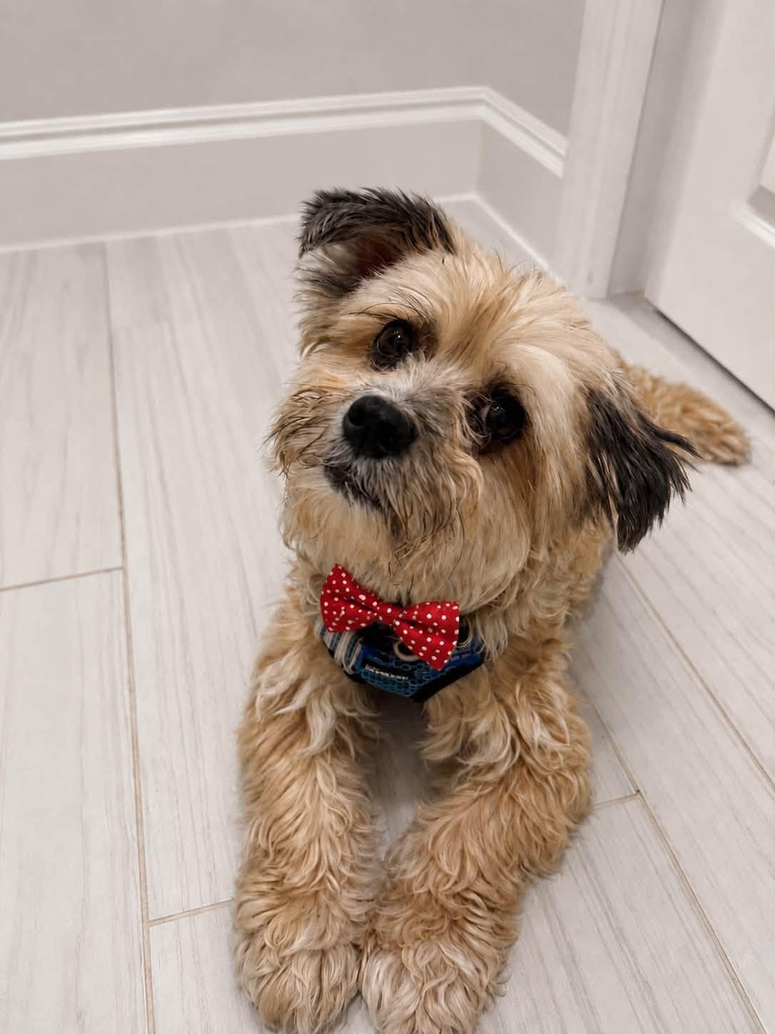 TYE, an adoptable mixed breed in Grand Prairie, TX image 3/3