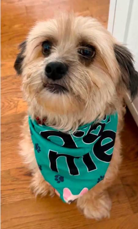 TYE, an adoptable mixed breed in Grand Prairie, TX image 2/3