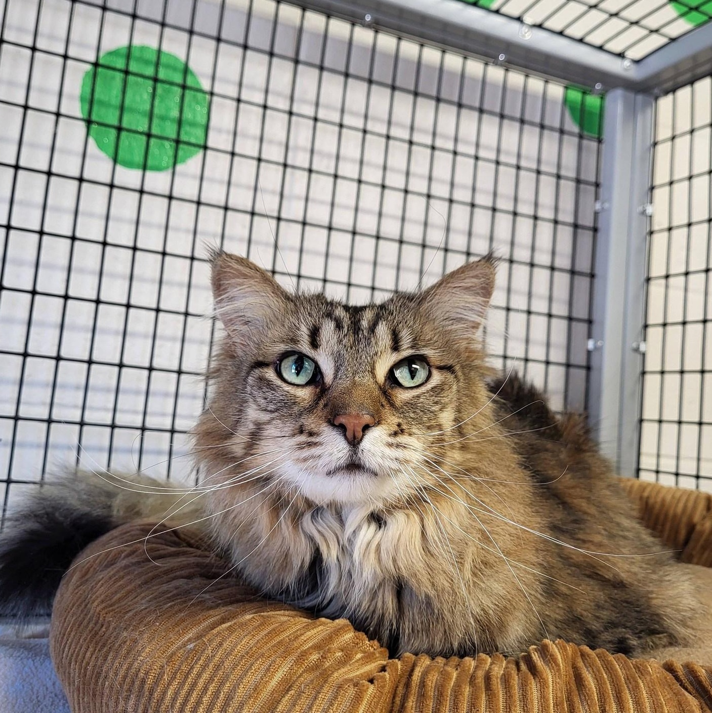 Rosie, ADOPTABLE, Adult Female Domestic Long Hair.