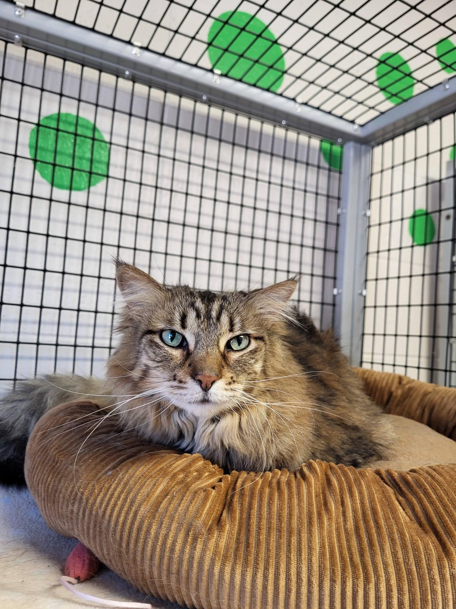 Enlarge Rosie, a ADOPTABLE Domestic Long Hair in Chilton, WI image 3/5