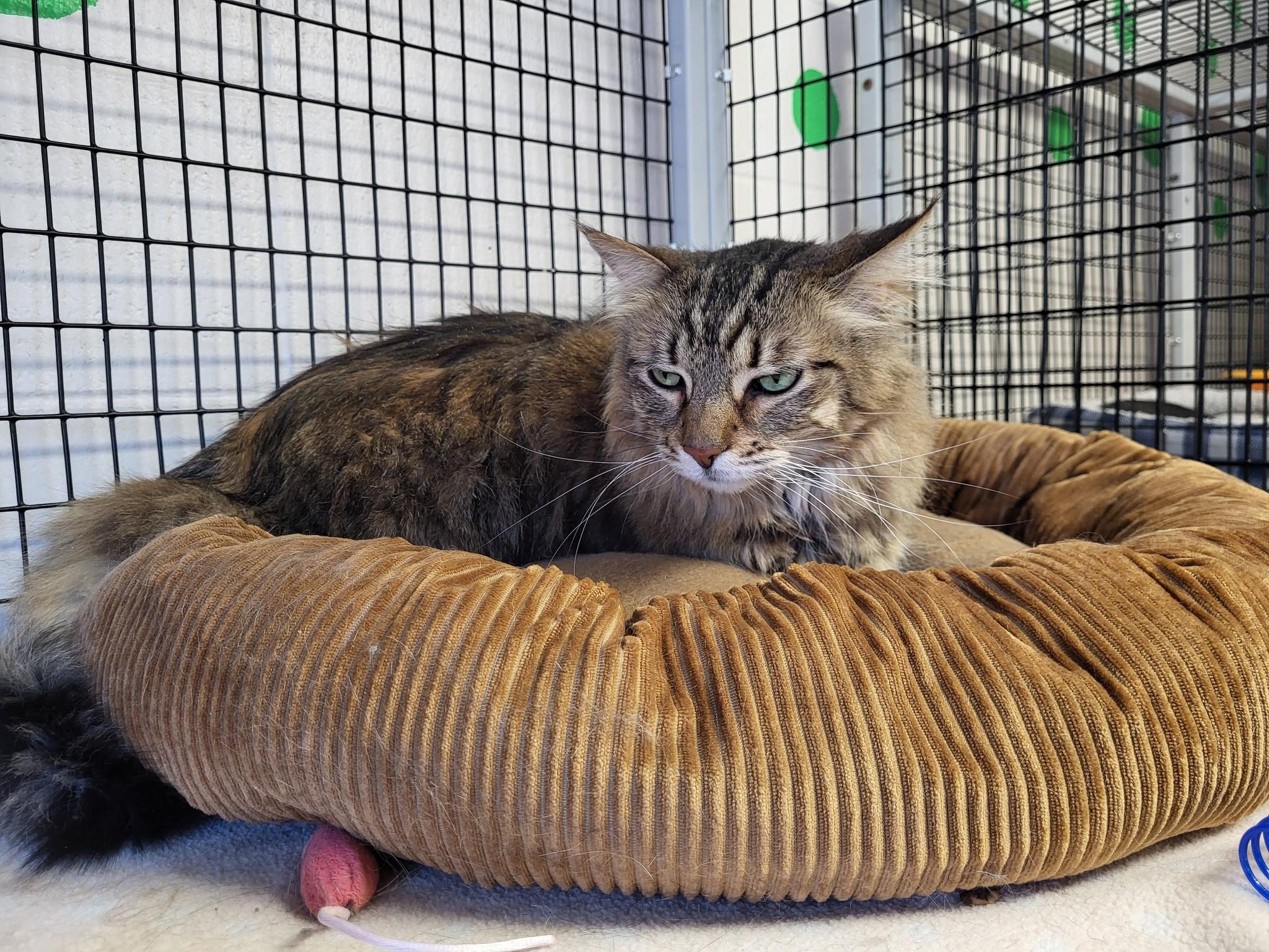 Enlarge Rosie, a ADOPTABLE Domestic Long Hair in Chilton, WI image 4/5