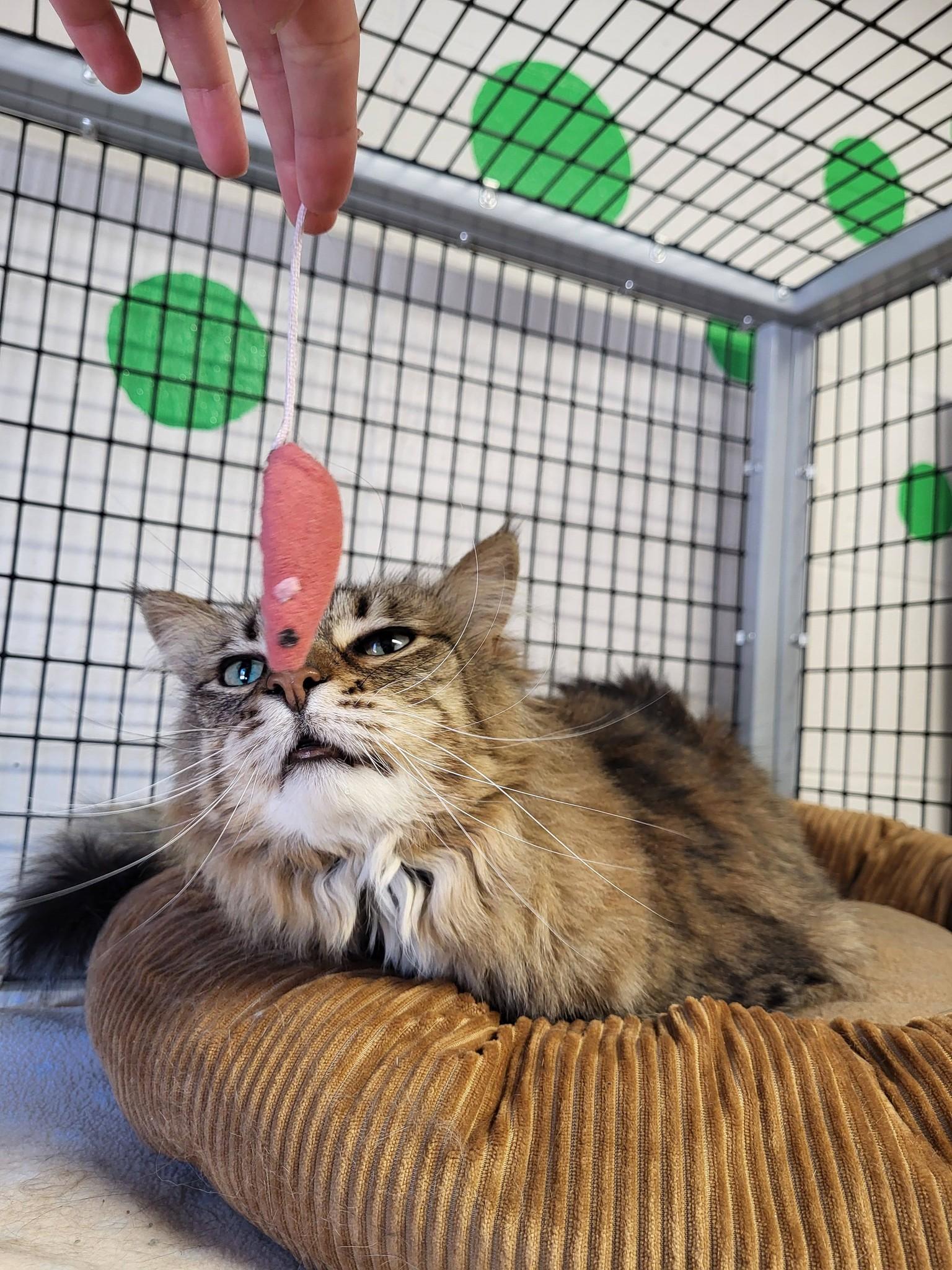Enlarge Rosie, a ADOPTABLE Domestic Long Hair in Chilton, WI image 2/5