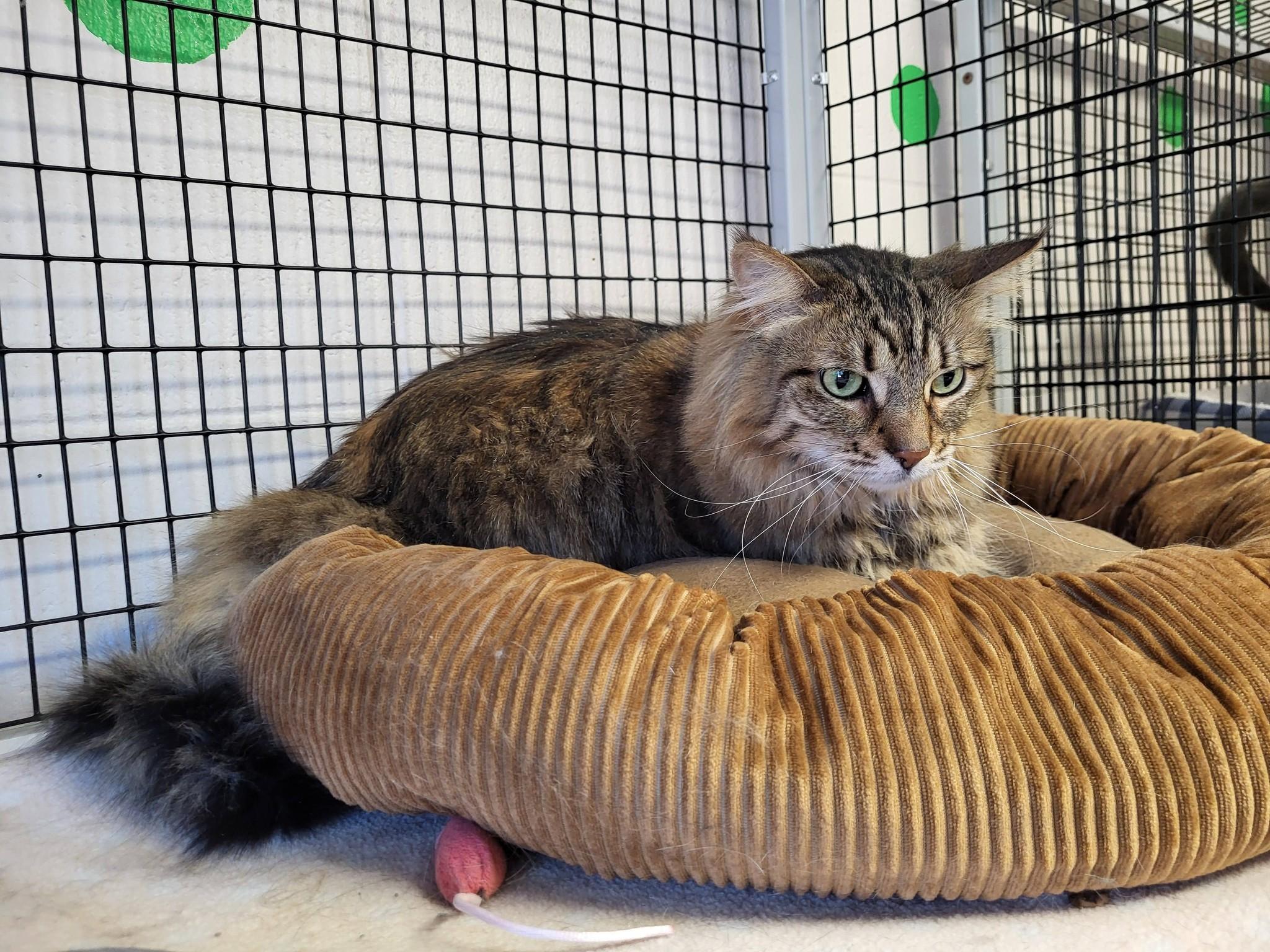 Enlarge Rosie, a ADOPTABLE Domestic Long Hair in Chilton, WI image 5/5