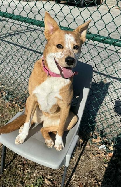 FRECKLES, Adoptable, Young Female Australian Cattle Dog / Blue Heeler & Australian Cattle Dog / Blue Heeler.
