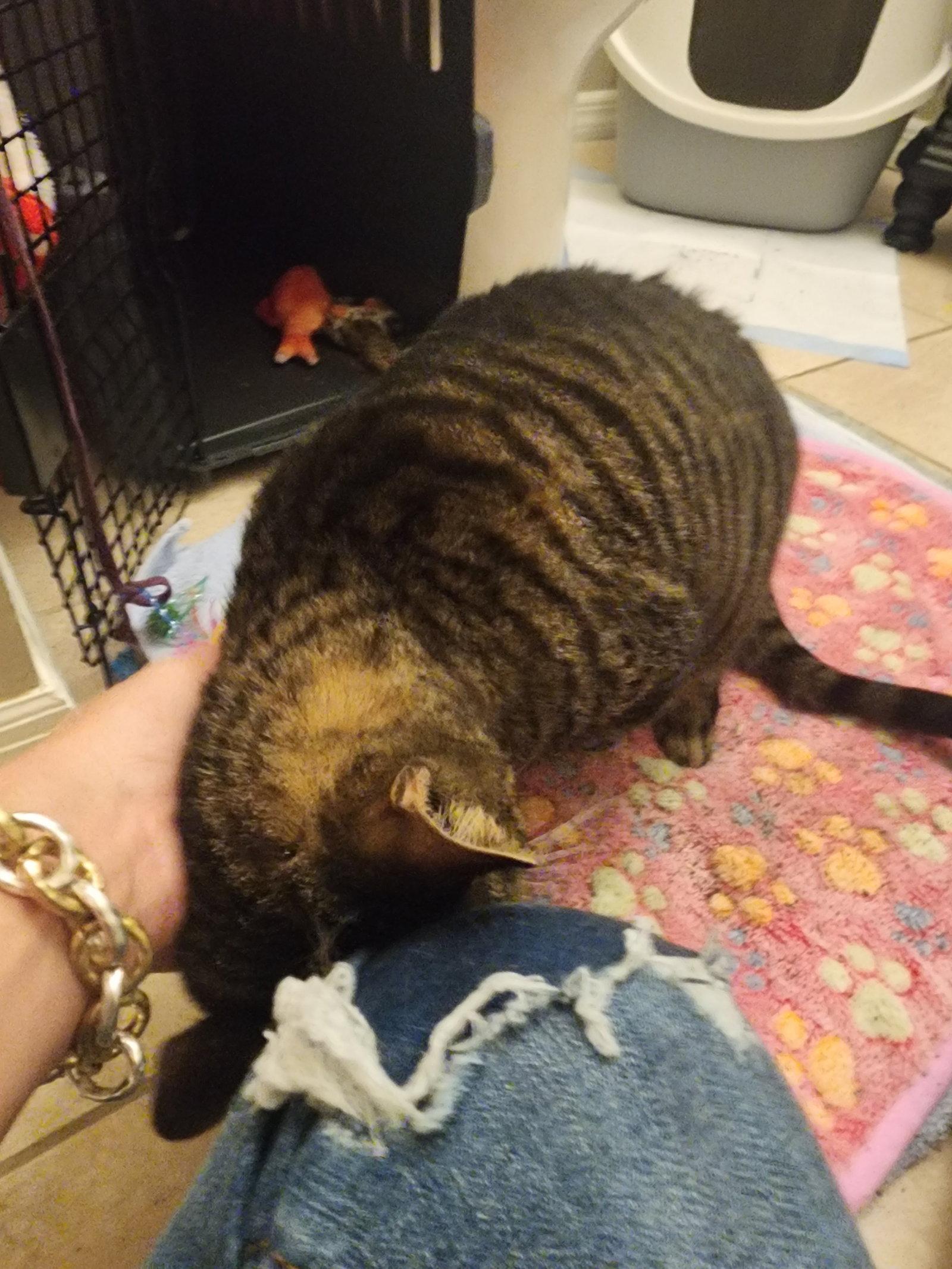 JUNIE, Adoptable, Adult Female Domestic Short Hair.