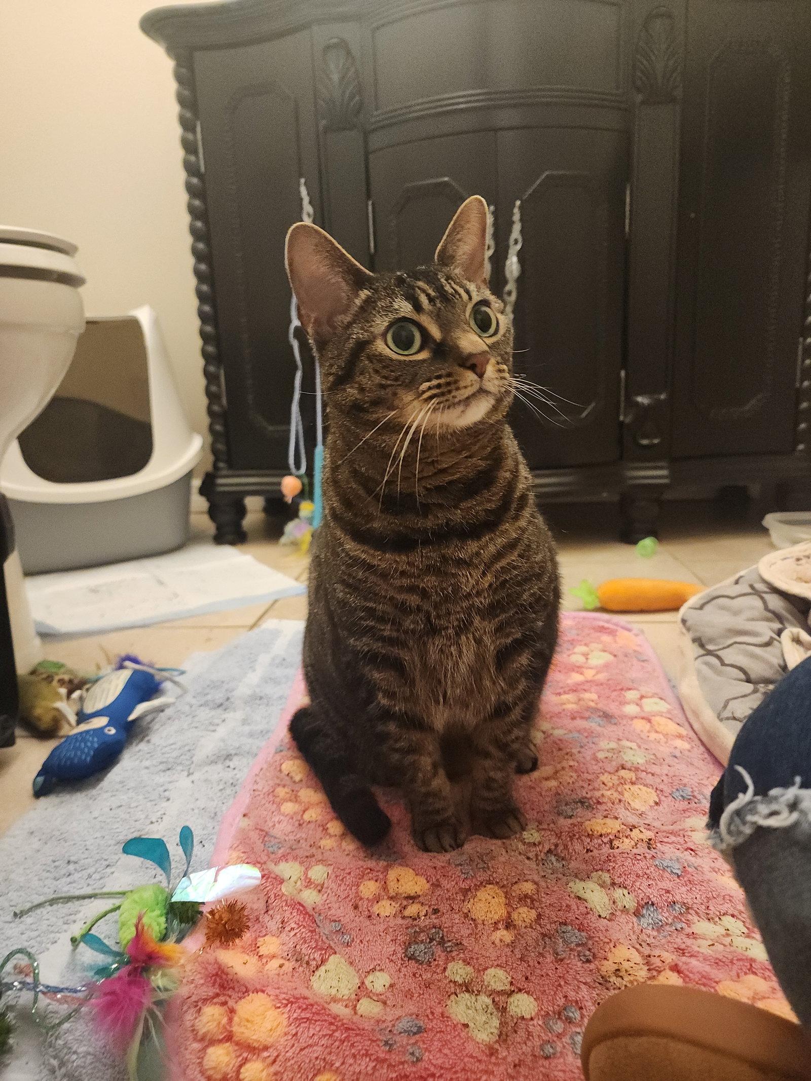 Enlarge JUNIE, a Adoptable Domestic Short Hair in Orlando, FL image 2/3